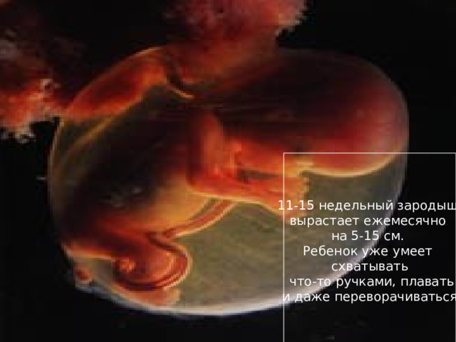 ПЛОД, 16 НЕДЕЛЬ 11-15 недельный зародыш вырастает ежемесячно на 5-15 см. Ребенок уже умеет схватывать  что-то ручками, плавать  и даже переворачиваться. 