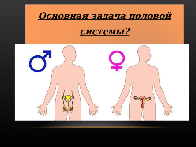 Основная задача половой системы?  