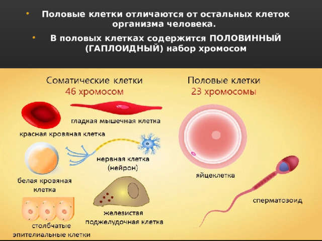 Половые клетки отличаются от остальных клеток организма человека. В половых клетках содержится ПОЛОВИННЫЙ (ГАПЛОИДНЫЙ) набор хромосом 