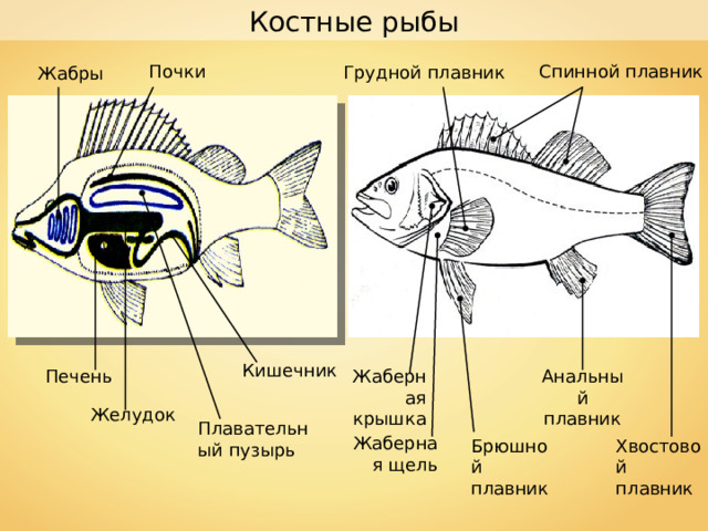 Костные рыбы Спинной плавник Почки Грудной плавник Жабры Кишечник Жаберная крышка Печень Анальный плавник Желудок Плавательный пузырь Жаберная щель Хвостовой плавник Брюшной плавник 