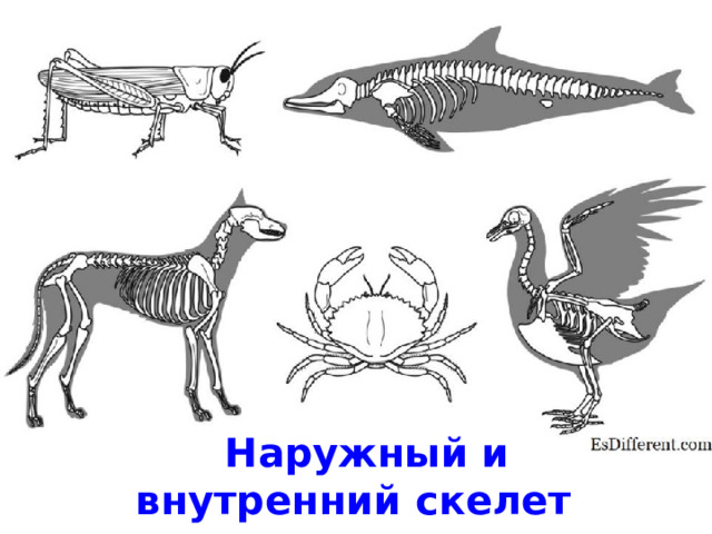 Наружный и внутренний скелет 