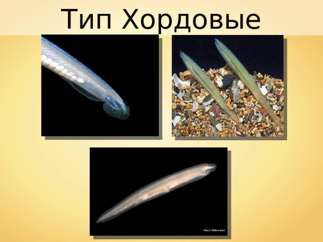 Тип Хордовые Hans Hillewaert 