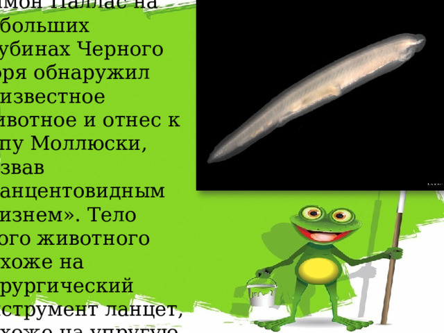 В 1774 году академик Петр Симон Паллас на небольших глубинах Черного моря обнаружил неизвестное животное и отнес к типу Моллюски, назвав «ланцентовидным слизнем». Тело этого животного похоже на хирургический инструмент ланцет, похоже на упругую струну (на греч. – хорда). 