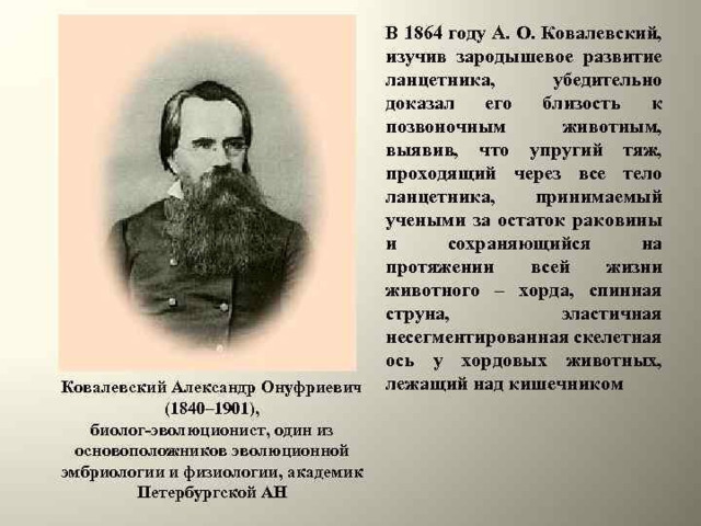 Ковалевский Александр Онуфриевич (1840 – 1901 г.) Установил новый тип животных Хордовые 4 