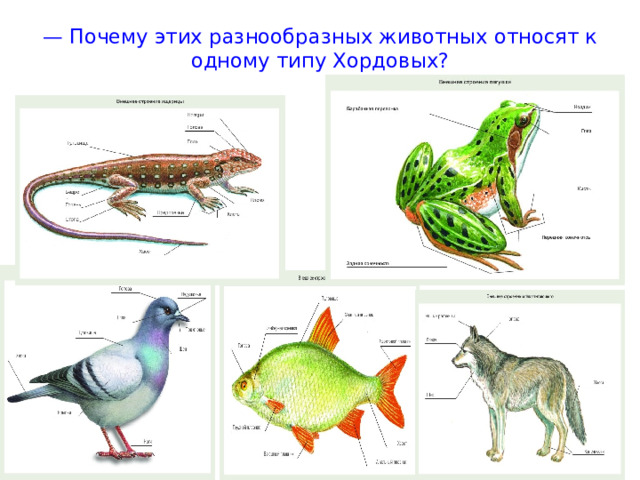 — Почему этих разнообразных животных относят к одному типу Хордовых?   