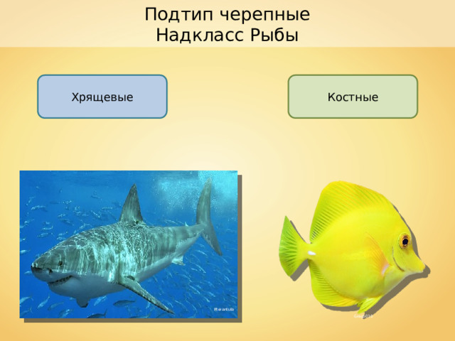 Подтип черепные Надкласс Рыбы Хрящевые Костные Pterantula Greg5030 