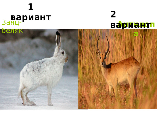 1 вариант 2 вариант Заяц-беляк Антилопа 