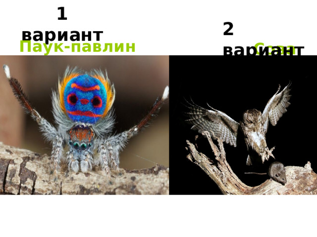 1 вариант 2 вариант Паук-павлин Сова 