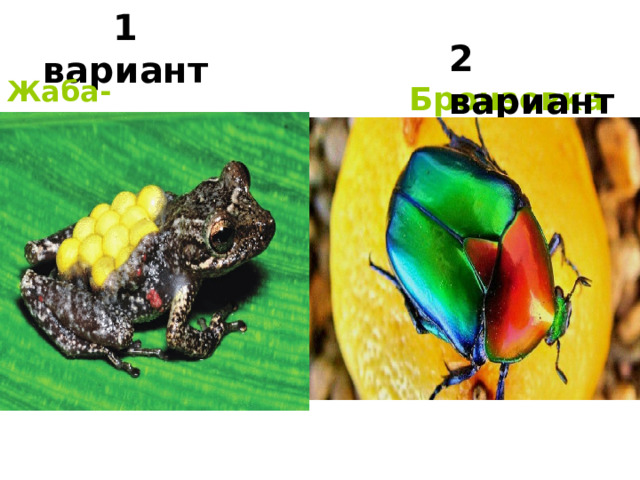 1 вариант 2 вариант Жаба-повитуха Бронзовка 