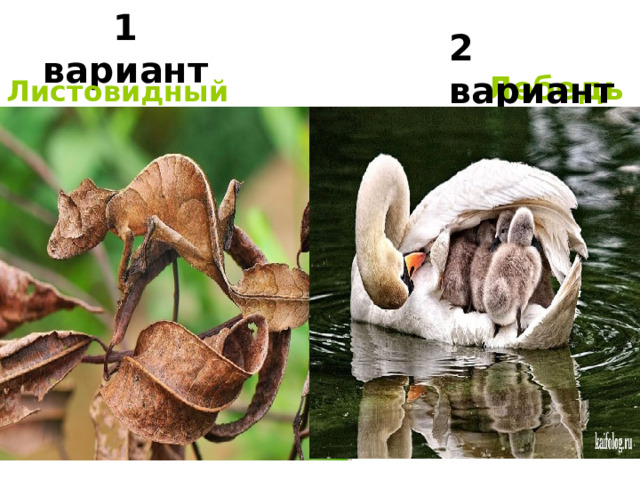 1 вариант 2 вариант Лебедь Листовидный геккон 