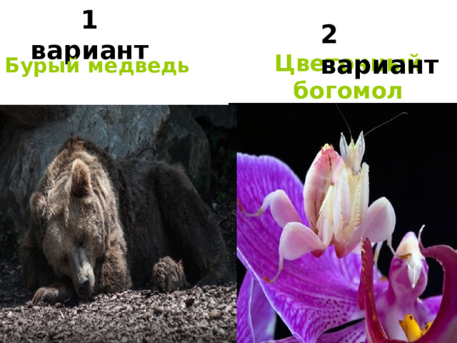 1 вариант 2 вариант Цветочный богомол Бурый медведь 