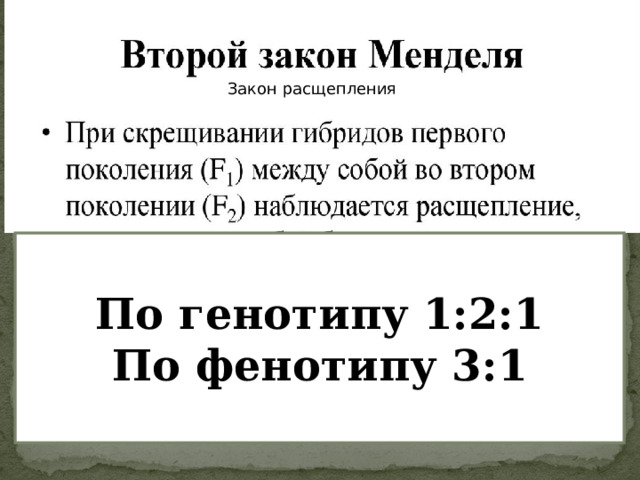 Закон расщепления По генотипу 1:2:1 По фенотипу 3:1 