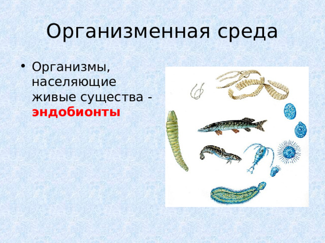 Организменная среда Организмы, населяющие живые существа - эндобионты 