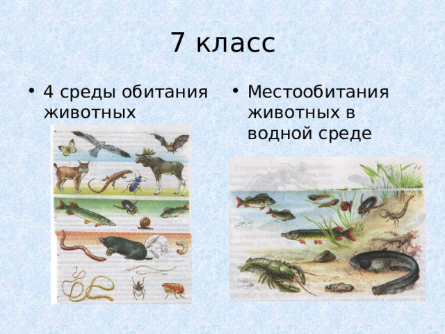 7 класс 4 среды обитания животных Местообитания животных в водной среде 
