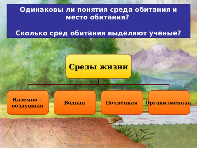 Одинаковы ли понятия среда обитания и место обитания?  Сколько сред обитания выделяют ученые? Среды жизни Наземно – воздушная  Водная  Почвенная  Организменная 
