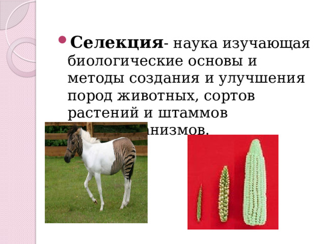 Селекция - наука изучающая биологические основы и методы создания и улучшения пород животных, сортов растений и штаммов микроорганизмов. 