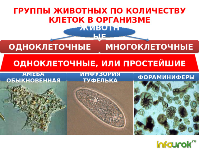 ГРУППЫ ЖИВОТНЫХ ПО КОЛИЧЕСТВУ КЛЕТОК В ОРГАНИЗМЕ ЖИВОТНЫЕ ОДНОКЛЕТОЧНЫЕ МНОГОКЛЕТОЧНЫЕ ОДНОКЛЕТОЧНЫЕ, ИЛИ ПРОСТЕЙШИЕ АМЕБА ОБЫКНОВЕННАЯ ИНФУЗОРИЯ ТУФЕЛЬКА ФОРАМИНИФЕРЫ 