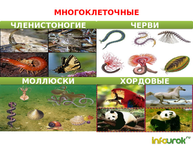 МНОГОКЛЕТОЧНЫЕ ЧЛЕНИСТОНОГИЕ ЧЕРВИ МОЛЛЮСКИ ХОРДОВЫЕ  