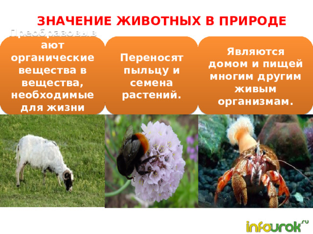 ЗНАЧЕНИЕ ЖИВОТНЫХ В ПРИРОДЕ Преобразовывают органические вещества в вещества, необходимые для жизни растений. Переносят пыльцу и семена растений. Являются домом и пищей многим другим живым организмам. 