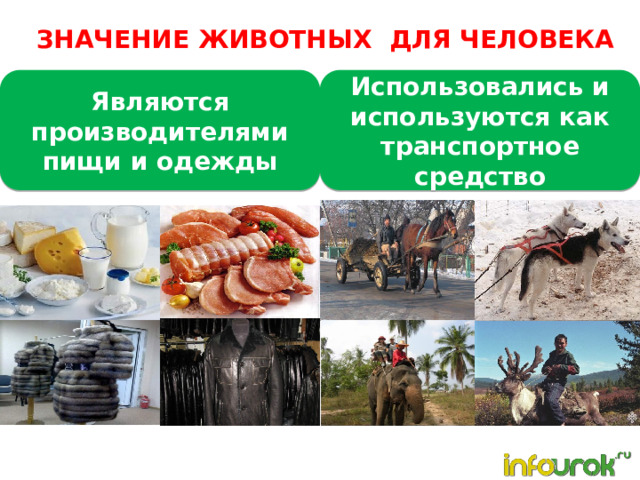 ЗНАЧЕНИЕ ЖИВОТНЫХ ДЛЯ ЧЕЛОВЕКА Являются производителями пищи и одежды Использовались и используются как транспортное средство 
