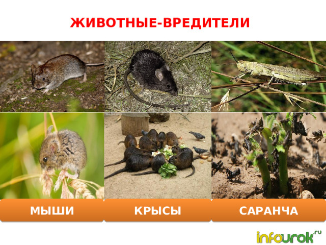 ЖИВОТНЫЕ-ВРЕДИТЕЛИ МЫШИ КРЫСЫ САРАНЧА 