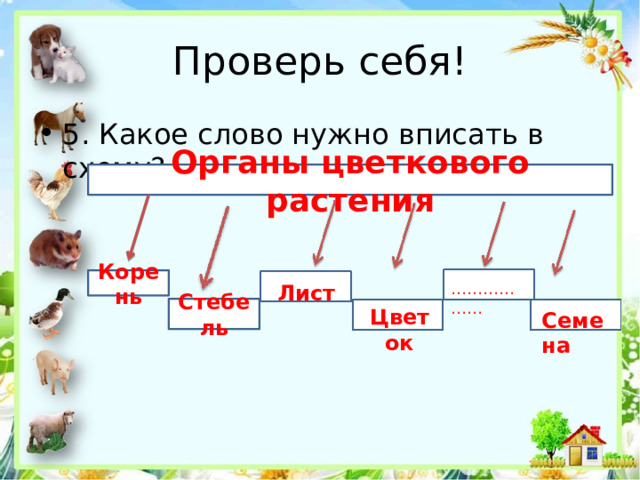 Проверь себя! 5. Какое слово нужно вписать в схему? Органы цветкового растения Корень Лист ……………… Стебель Цветок Семена 