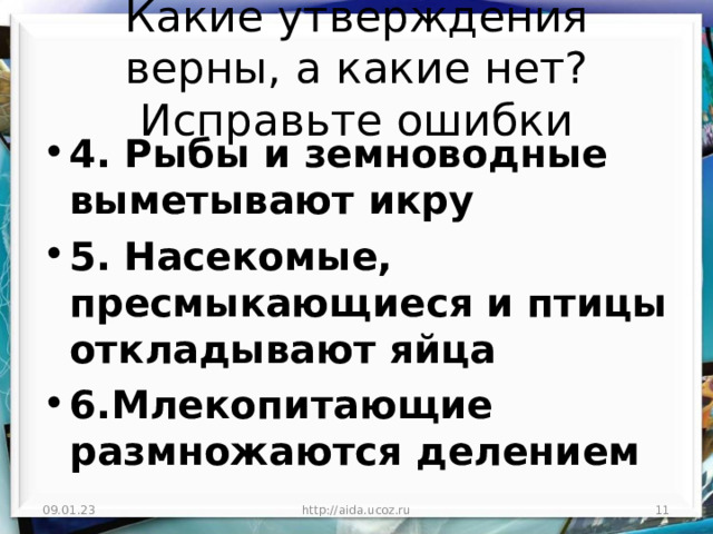 Какие утверждения верны, а какие нет? Исправьте ошибки 4. Рыбы и земноводные выметывают икру 5. Насекомые, пресмыкающиеся и птицы откладывают яйца 6.Млекопитающие размножаются делением  09.01.23 http://aida.ucoz.ru  