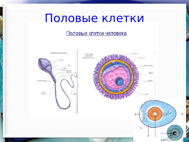 Половые клетки  