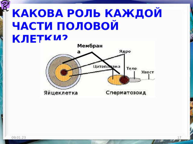 КАКОВА РОЛЬ КАЖДОЙ ЧАСТИ ПОЛОВОЙ КЛЕТКИ? Мембрана 09.01.23  