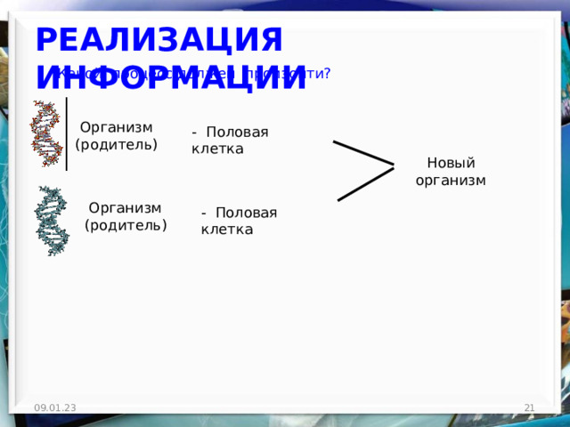 РЕАЛИЗАЦИЯ ИНФОРМАЦИИ Какой процесс должен произойти? Организм (родитель) - Половая клетка Новый организм Организм (родитель) - Половая клетка 09.01.23  