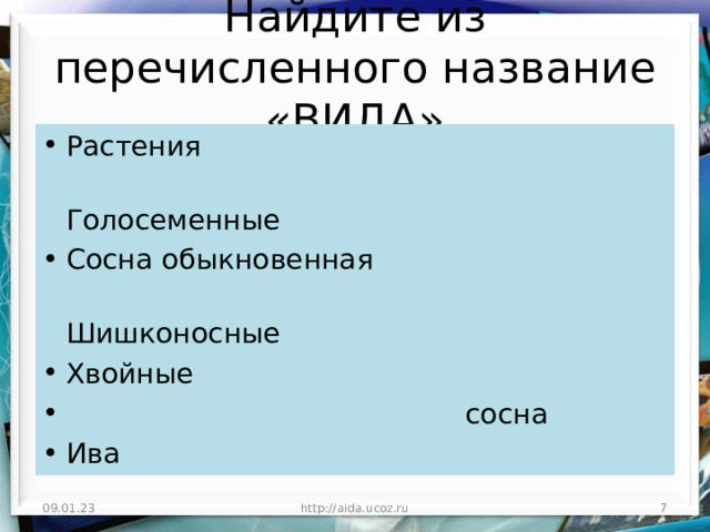 Найдите из перечисленного название «ВИДА» Растения  Голосеменные Сосна обыкновенная  Шишконосные Хвойные  сосна Ива 09.01.23 http://aida.ucoz.ru  