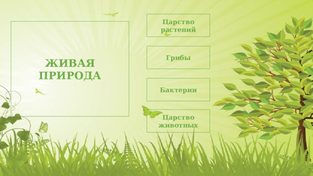 Царство растений ЖИВАЯ ПРИРОДА Грибы Бактерии Царство животных 