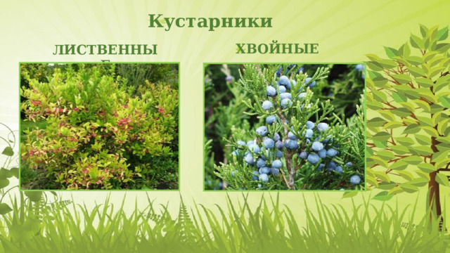  Кустарники ХВОЙНЫЕ ЛИСТВЕННЫЕ 