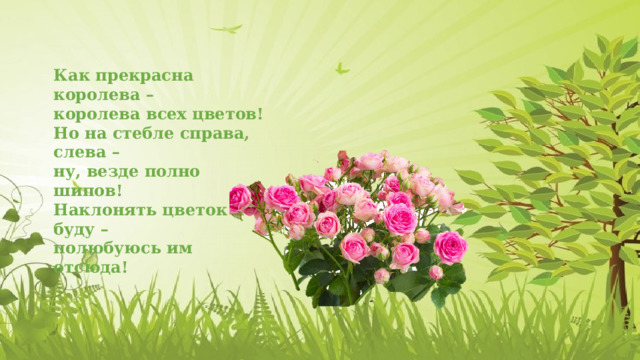 Как прекрасна королева – королева всех цветов! Но на стебле справа, слева – ну, везде полно шипов! Наклонять цветок не буду – полюбуюсь им отсюда! 
