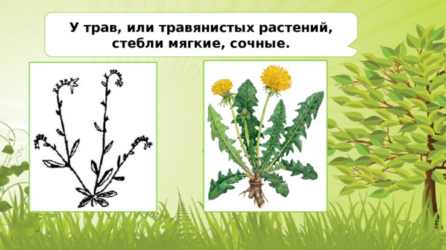 У трав, или травянистых растений, стебли мягкие, сочные. 