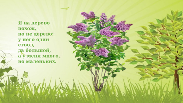 Я на дерево похож, но не дерево: у него один ствол, да большой, а у меня много, но маленьких.  