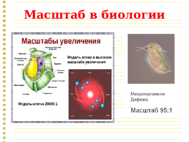 Масштаб в биологии 