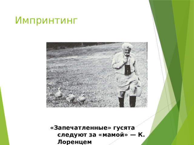Импринтинг «Запечатленные» гусята следуют за «мамой» — К. Лоренцем 