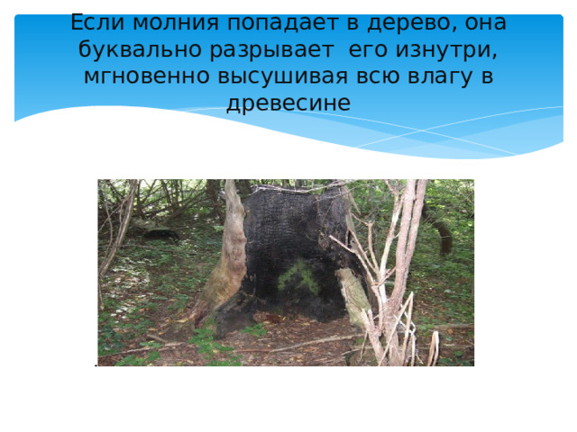 Если молния попадает в дерево, она буквально разрывает его изнутри, мгновенно высушивая всю влагу в древесине 