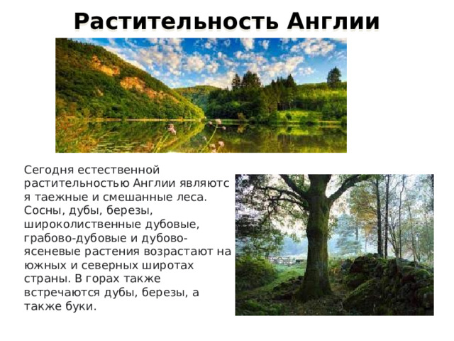 Растительность Англии Сегодня естественной растительностью Англии являются таежные и смешанные леса. Сосны, дубы, березы, широколиственные дубовые, грабово-дубовые и дубово-ясеневые растения возрастают на южных и северных широтах страны. В горах также встречаются дубы, березы, а также буки. 