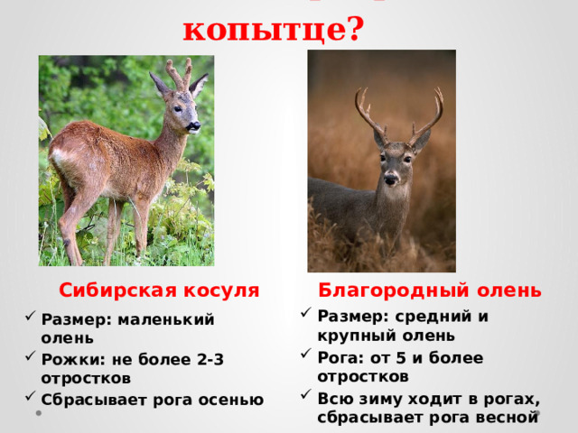 Кто такой Серебряное копытце? Сибирская косуля Благородный олень Размер: средний и крупный олень Рога: от 5 и более отростков Всю зиму ходит в рогах, сбрасывает рога весной Размер: маленький олень Рожки: не более 2-3 отростков Сбрасывает рога осенью 