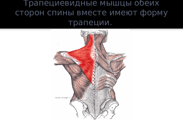 Трапециевидные мышцы обеих сторон спины вместе имеют форму трапеции.   