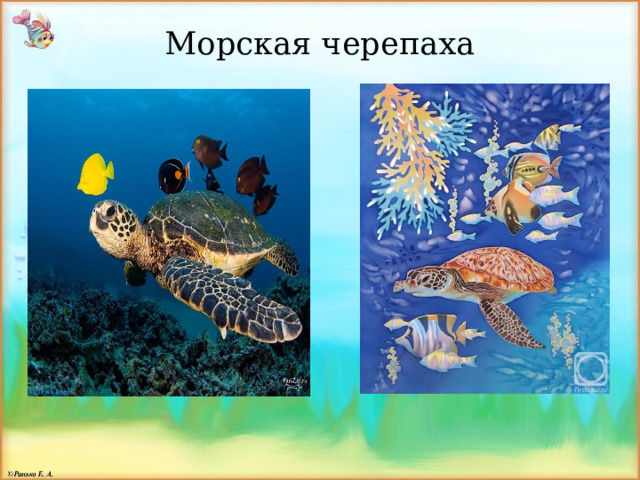 Морская черепаха 