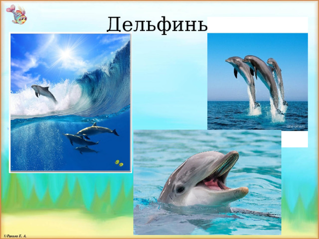 Дельфины 