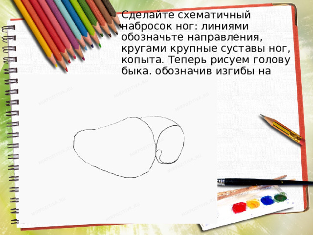 Сделайте схематичный набросок ног: линиями обозначьте направления, кругами крупные суставы ног, копыта. Теперь рисуем голову быка, обозначив изгибы на морде. 