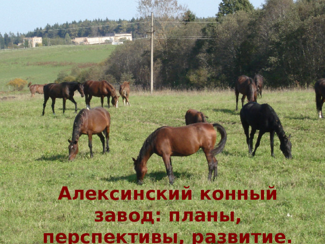 Алексинский конный завод: планы, перспективы, развитие. 