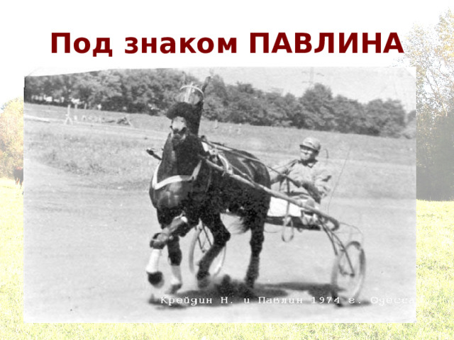 Под знаком ПАВЛИНА 