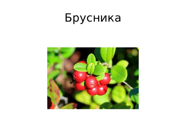 Брусника 