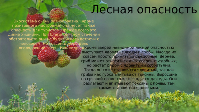 Лесная опасность Экосистема очень разнообразна.  Кроме позитивного настроения она несет также опасность для туристов. Прежде всего это дикие хищники. При благоприятном стечении обстоятельств они не будут искать встречи с человеком. Но совсем другое дело оголодавший зверь. Или подранок. Кроме зверей невидимой лесной опасностью выступают ядовитые ягоды и грибы. Иногда их совсем просто принять за съедобные. Вернее, гриб может относиться к категории съедобных, но растет рядом с ядовитыми собратьями. Тогда он тоже становятся ядовитым, так как грибы как губка впитывают токсины. Выросшие на грязной почве тоже не годятся для еды. Они разлагают и впитывают токсины с почвы, тем самым становятся ядовитыми. 