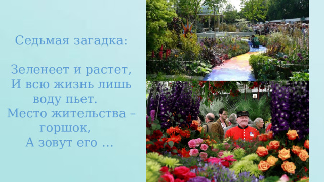 Седьмая загадка: Зеленеет и растет, И всю жизнь лишь воду пьет. Место жительства – горшок, А зовут его … 